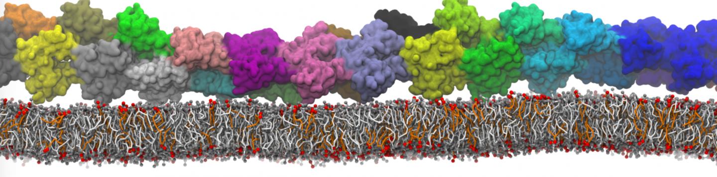 Simulation of actin binding to the lipid membrane (2)