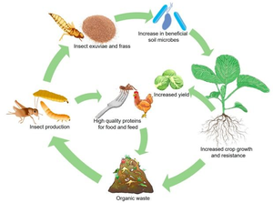 Insects-as-food-and-feed