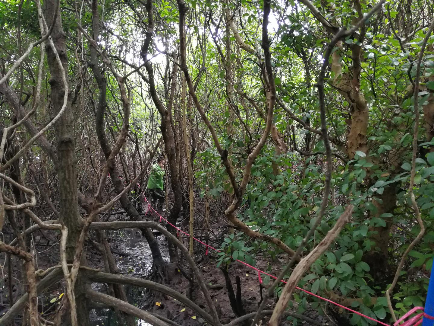 Field survey. Hainan 2018. Credit Guanghui Lin.