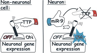 TTP Activation of Neuronal Gene Expression