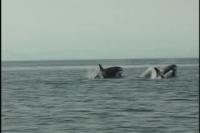 Killer Whales Video