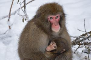 A female Japanese macaque nursing her six-month-old infant in winter. Japanese macaques, also known as snow monkeys, give birth to their infants between spring and early summer so that they are strong enough to survive the cold winter months.