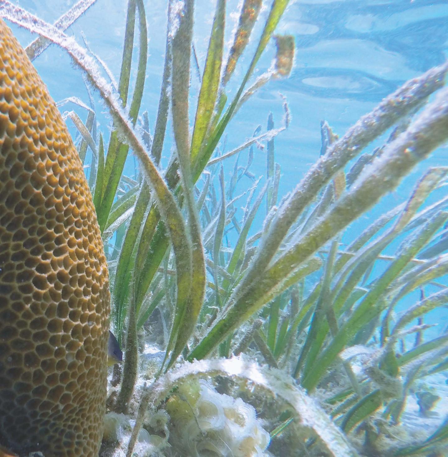 Seagrasses Greatly Reduce Bacteria, Benefiting Humans and Marine Life (3 of 15)