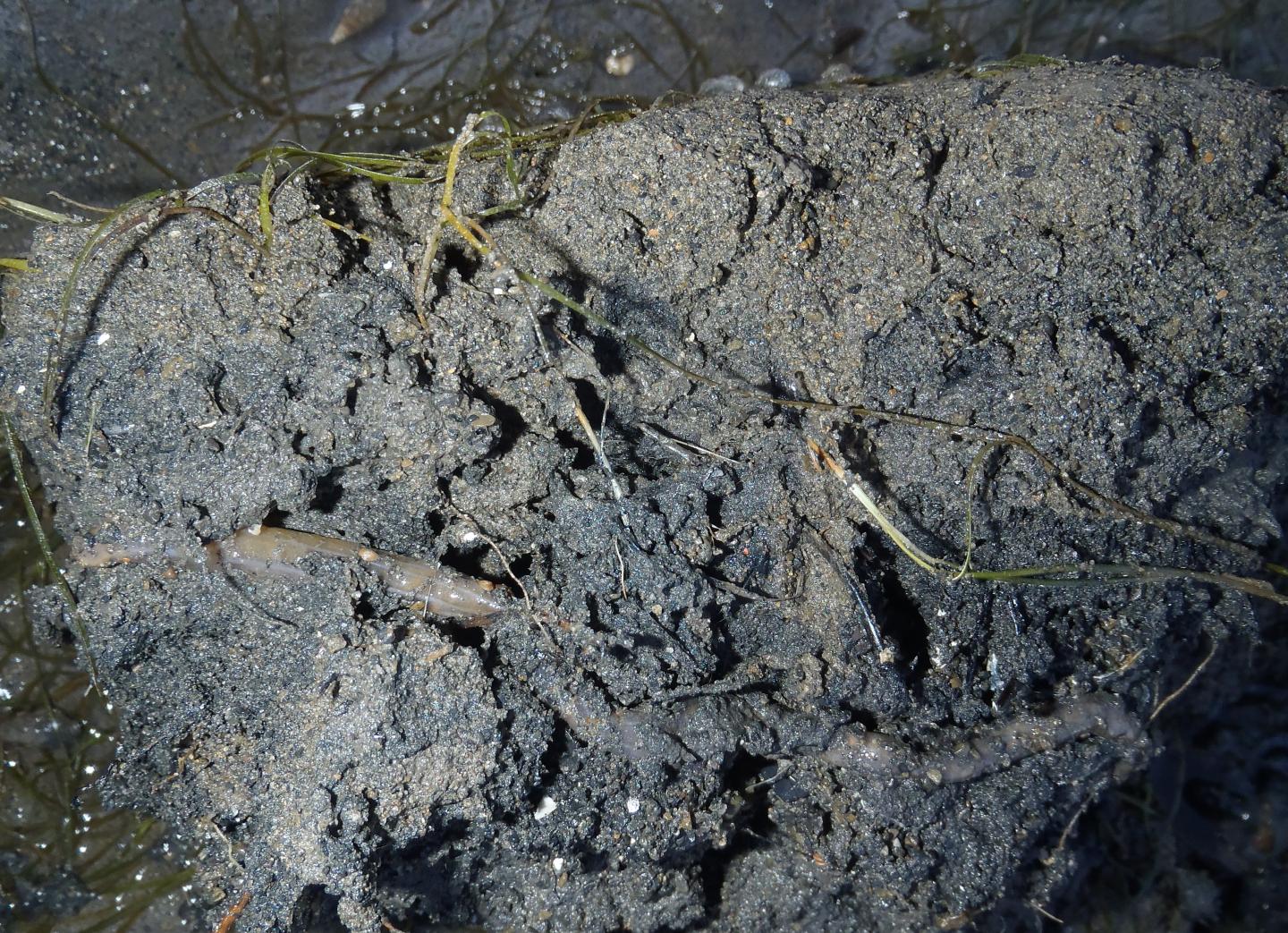 Host Sea Cucumber <i>Patinapta ooplax</i>