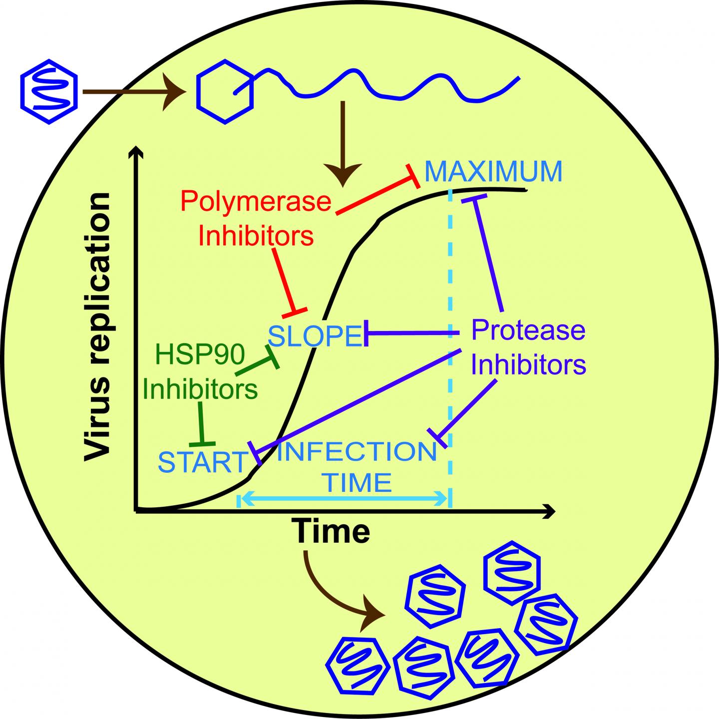 Faster Way to ID Antiviral Drug Candidates with High Barriers to Resistance (1 of 1)