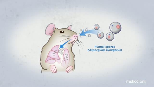 Immune Cells Halt Fungal Infection by Triggering Spore Suicide