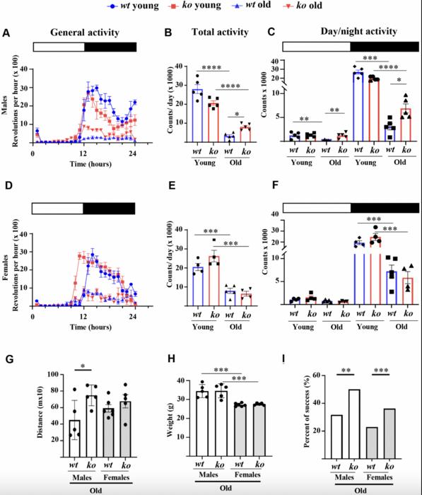 Arginase-II gene deficiency reduces skeletal muscle aging in mice