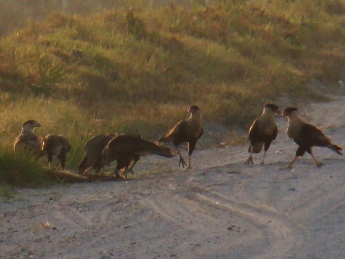 Crested Caracaras on roadkill.