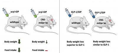 GIP lowers body weight through brain-mediated inhibition of food intake