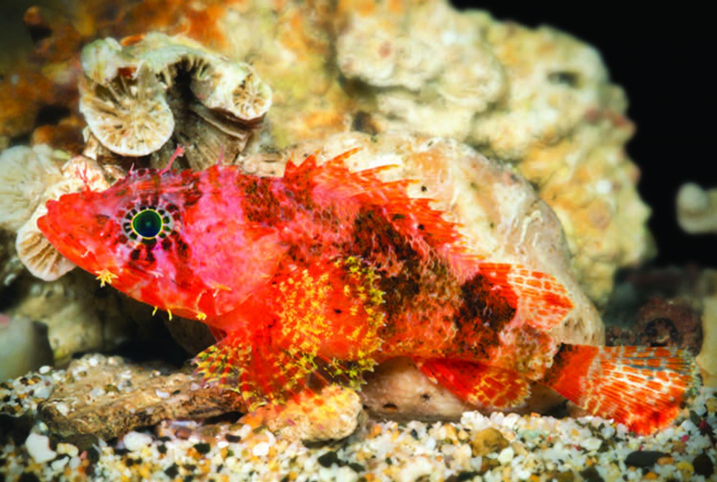 The new Scorpionfish