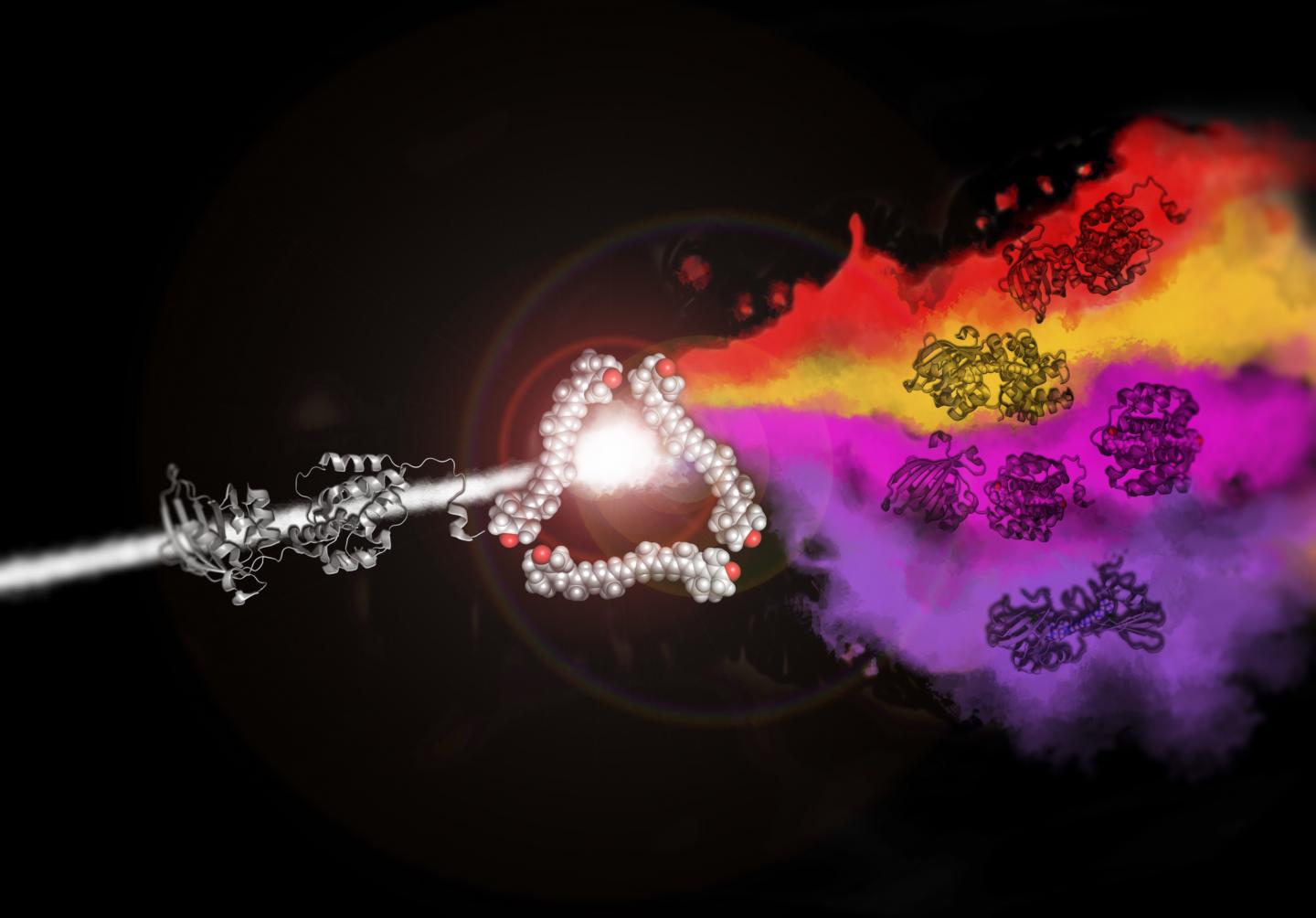 Red, Purple, Orange and Violet Proteins