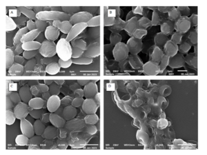 Lodderomyces elongisporus cells