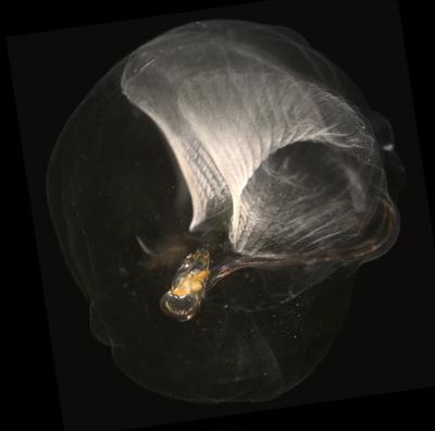 Tunicate Genome a Surprising Outlier (2 of 3)