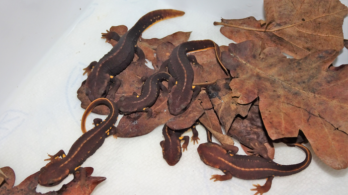 Paramesotriton deloustali