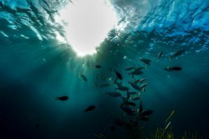 Light shines on wild marine fish