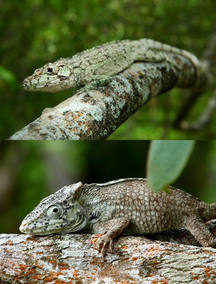 Comparison of New <I>Anolis landestoyi</I> with Familiar Cuban Anole