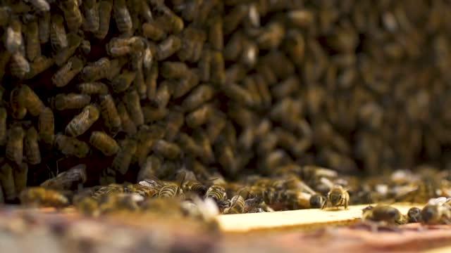 Heat stress and honey bee sex