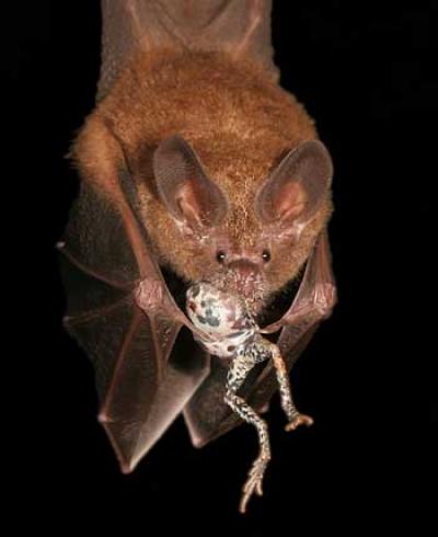 Fringe-Lipped Bat, <I>Trachops cirrhosus</i>
