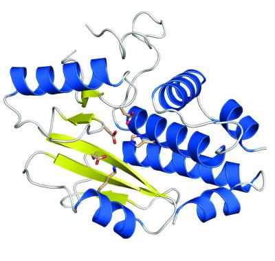Influenza Polymerase Subunit