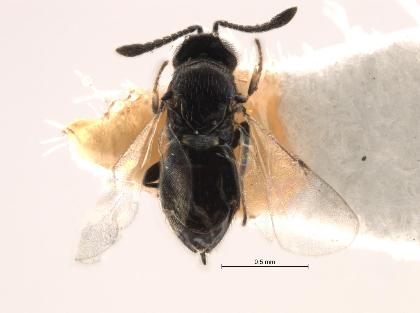 <i>Oobius depressus</i> Wasp