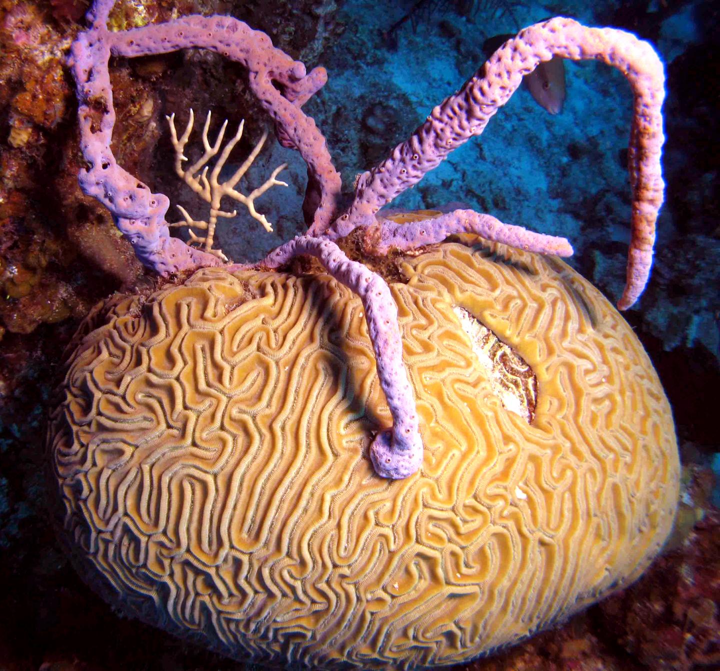 Brain Coral Overgrown and Smothered by Lavender Branching Sponge