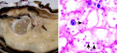 Oyster Killers Captured