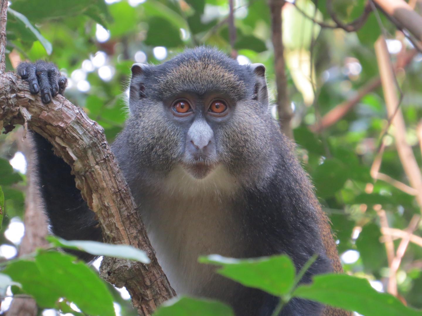 Gombe Hybrid Monkey Project