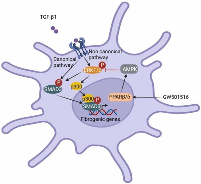 Researchers identify potential new strategy to slow the development of liver fibrosis