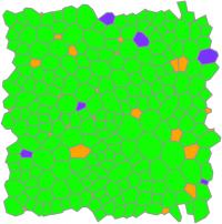 Simulated cell lattice
