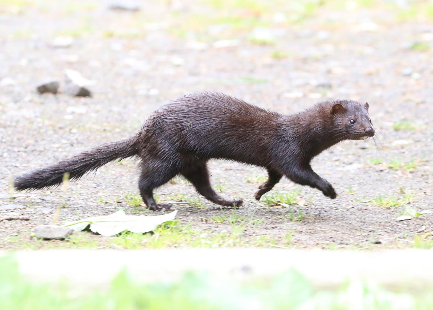 American Mink