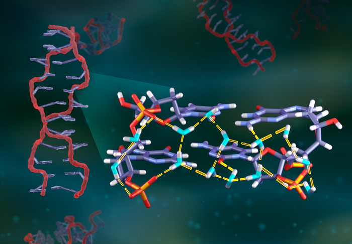 Neutrons take a deep dive into water networks surrounding DNA