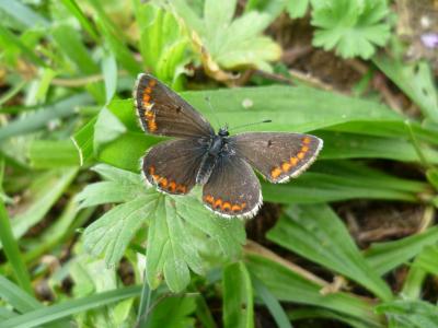 Once-Rare Butterfly Is Benefitting from Climate Change