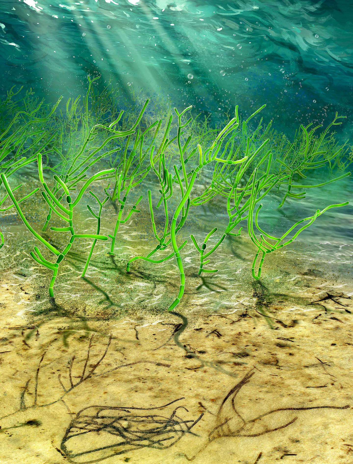 green seaweed in ocean