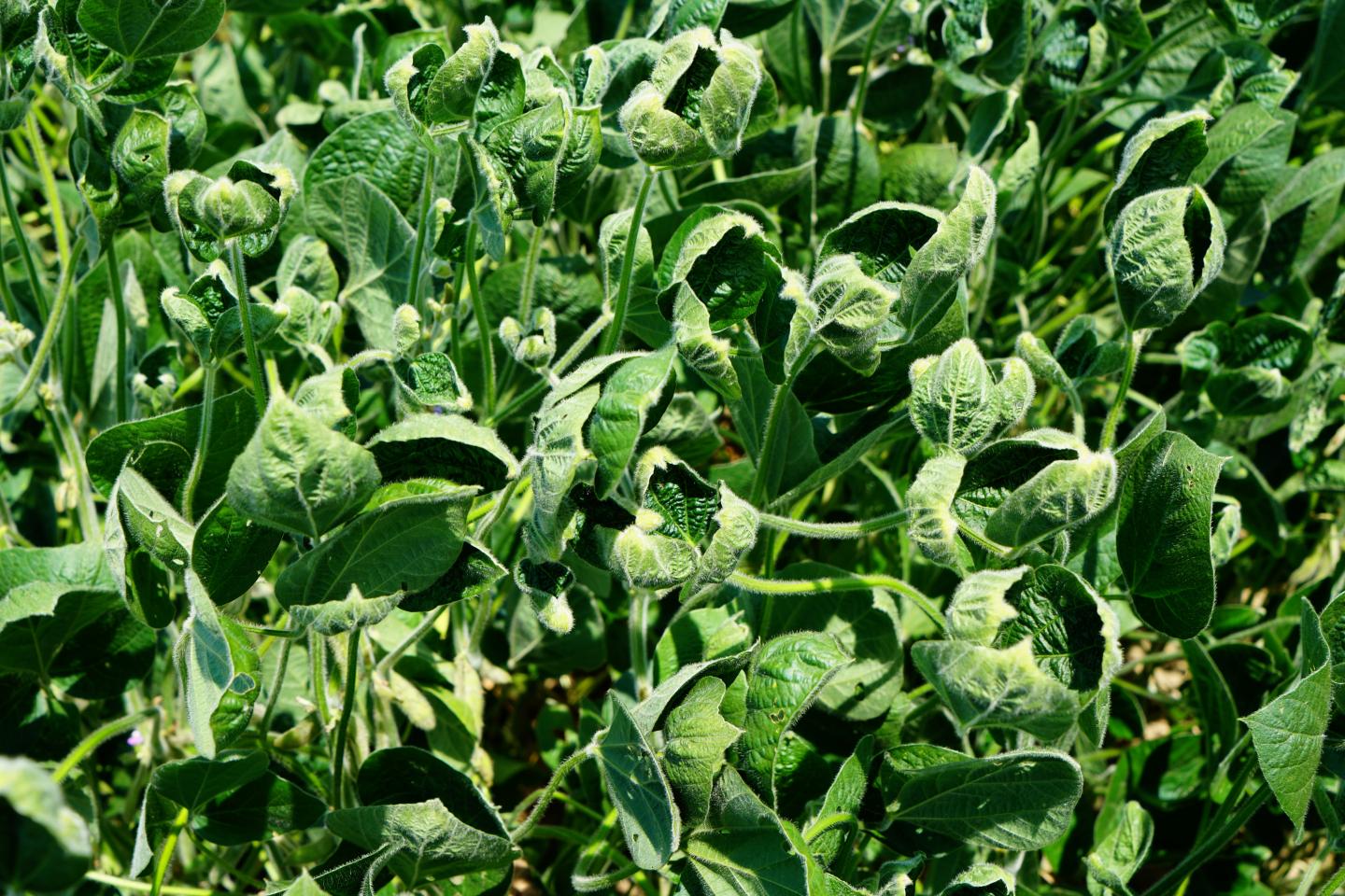 Dicamba Injury