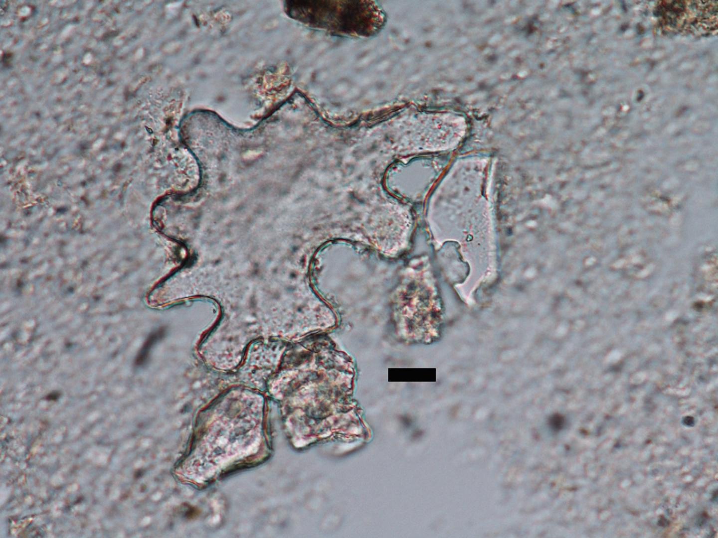 Phytolith Fossil
