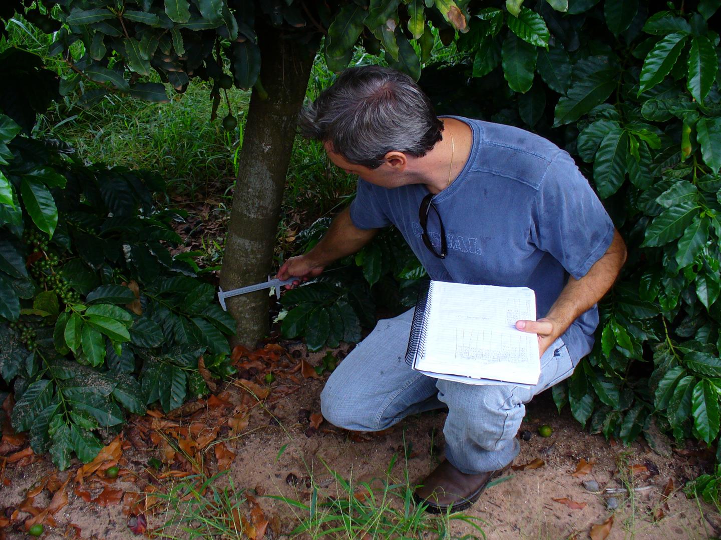 Macadamia Tree Measurement
