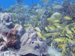 Scientists ‘read’ the messages in chemical clues left by coral reef inhabitants