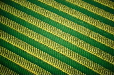 Aerial View of Crops