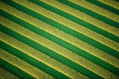 Aerial View of Crops