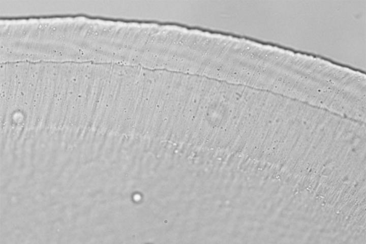 Mechanism Helps Explain the Ear's Exquisite Sensitivity