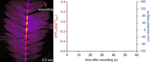 Video #4: Simultaneous measurement of Ca2+ and electrical signals in wounded Mimosa pudica