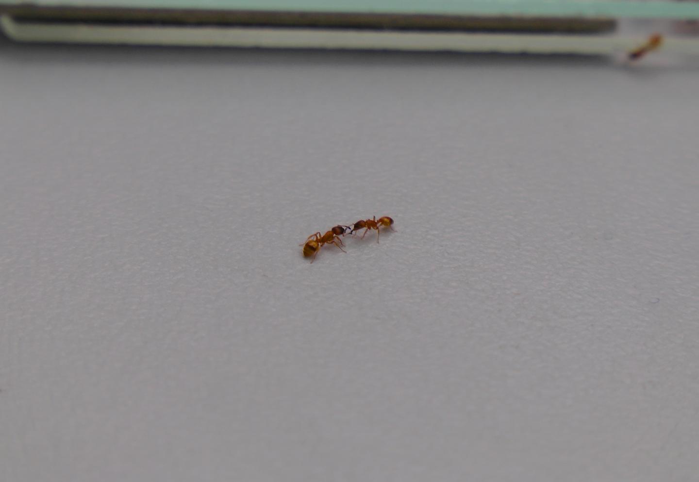 Rock Ant Workers Communicating