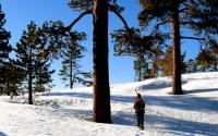 Photo of a Researcher in Sequoia National Park