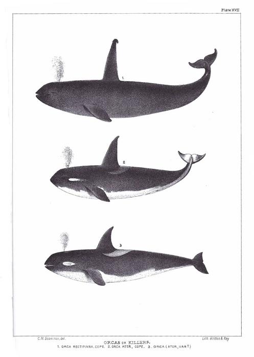 Scammon's Illustrations of Wes [IMAGE] | EurekAlert! Science News Releases