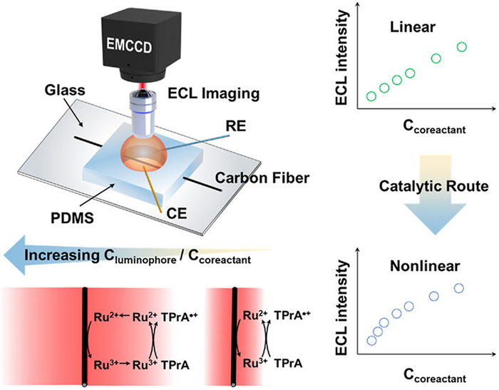 Illustration of imaging the variation of thickness of ECL layer (TEL) with increasing the concentration ratio of (Ru(bpy)32+) to TPrA using ECL microscopy.