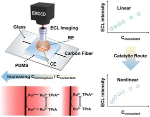 Illustration of imaging the variation of thickness of ECL layer (TEL) with increasing the concentration ratio of (Ru(bpy)32+) to TPrA using ECL microscopy.