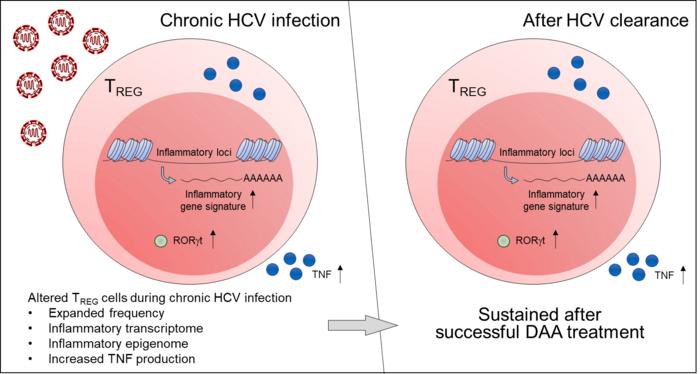 Figure 1. Regulatory T cells continue to exhibit inflammatory features even after clearance of the hepatitis C Virus