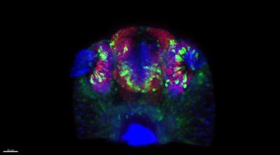 Developing our Sense of Smell