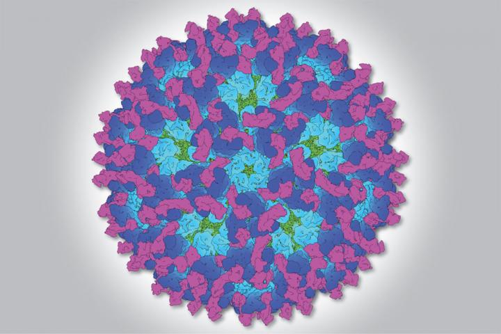 Chikungunya Virus and Receptor