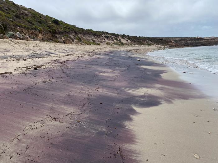 Garnet washed up as pink sand on a beach in Dhilba Guuranda-Innes National Park. Photo credit: University of Adelaide.